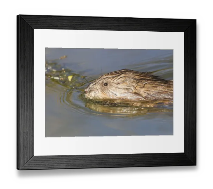 Framed Print : Muskrat (Ondatra zibethicus), swimming Framed Print : Muskrat (Ondatra zibethicus), swimming