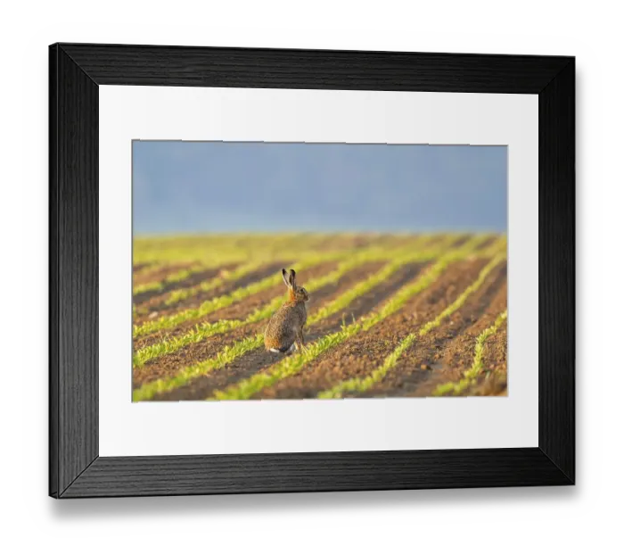 Framed Print : European Hare (Lepus europaeus) sitting in a field Framed Print : European Hare (Lepus europaeus) sitting in a field
