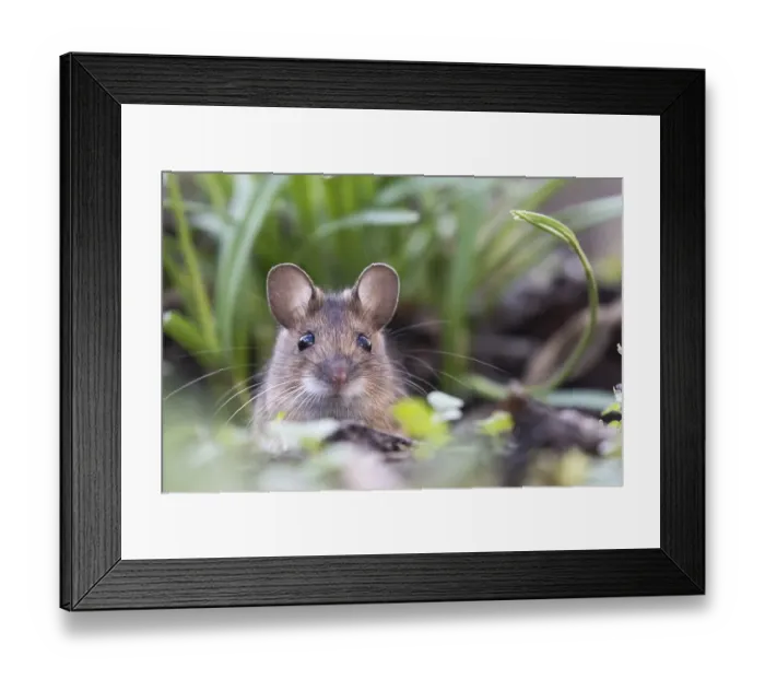 Framed Print : House mouse (Mus musculus) peeking out of its burrow Framed Print : House mouse (Mus musculus) peeking out of its burrow