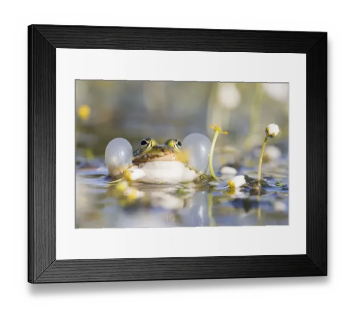 Framed Print : Edible frog (Pelophylax esculentus) in water Framed Print : Edible frog (Pelophylax esculentus) in water