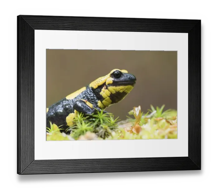 Framed Print : Fire salamander (Salamandra salamandra) in moss Framed Print : Fire salamander (Salamandra salamandra) in moss