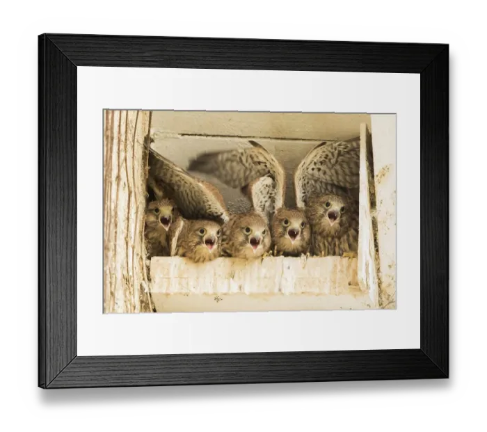 Framed Print : Five young common kestrels (Falco tinnunculus) in nesting box