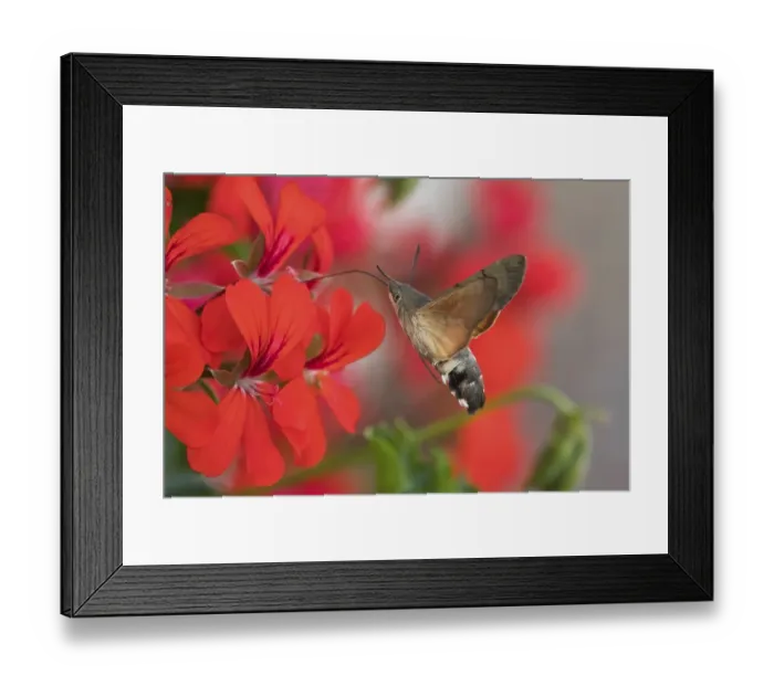 Framed Print : Hummingbird hawk-moth (Macroglossum stellatarum)