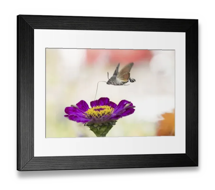 Framed Print : Hummingbird hawk-moth (Macroglossum stellatarum) Framed Print : Hummingbird hawk-moth (Macroglossum stellatarum)