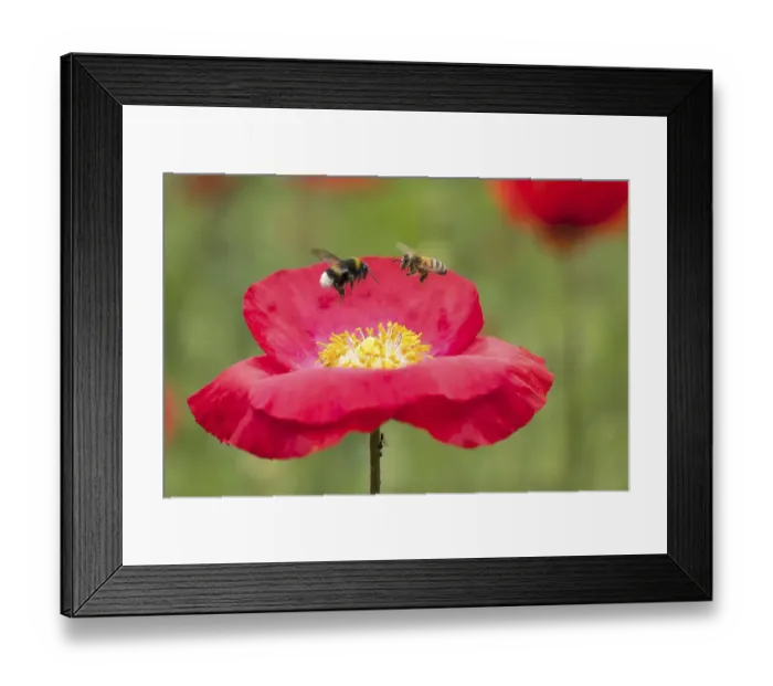 Framed Print : Bumblebee (Bombus) and bee (Apis mellifera) approaching poppy flower (Papaver rhoeas) Framed Print : Bumblebee (Bombus) and bee (Apis mellifera) approaching poppy flower (Papaver rhoeas)