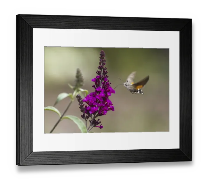 Framed Print : Hummingbird hawk-moth (Macroglossum stellatarum)