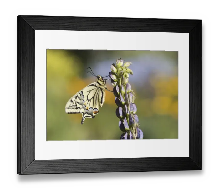 Framed Print : Swallowtail (Papilio machaon) to Lupin (Lupinus)