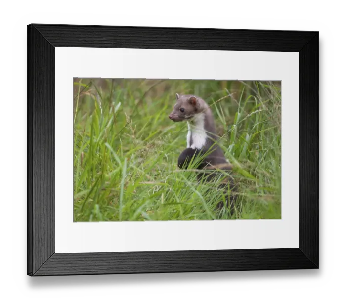 Framed Print : Beech marten hunting in a meadow (Martes foina) Framed Print : Beech marten hunting in a meadow (Martes foina)
