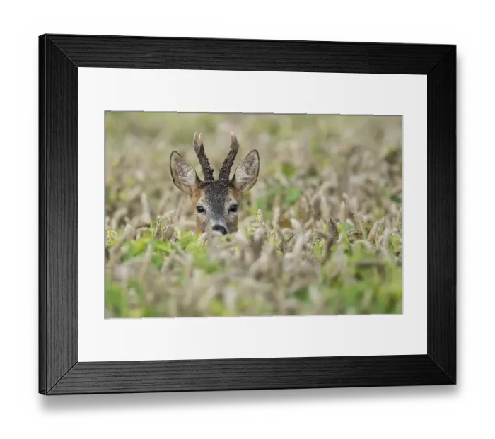 Framed Print : Portrait of a buck (Capreolus capreolus) in a cornfield