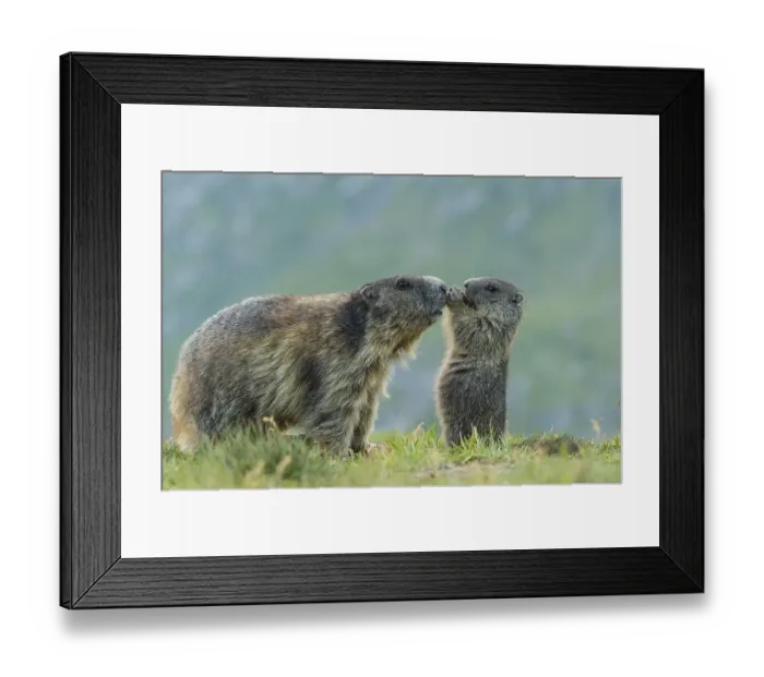 Framed Print : Marmot, Heiligenblut, Carinthia, Austria, Europe Framed Print : Marmot, Heiligenblut, Carinthia, Austria, Europe