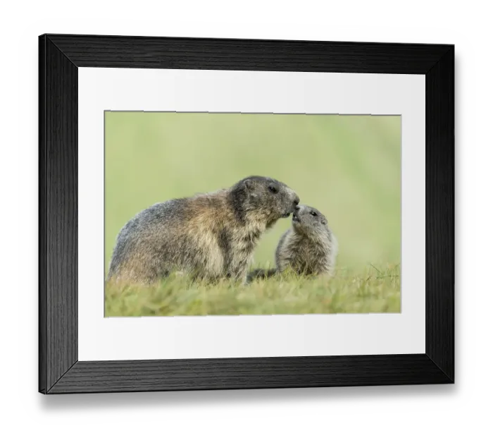 Framed Print : Marmot (Marmota marmota) with young in the Alps