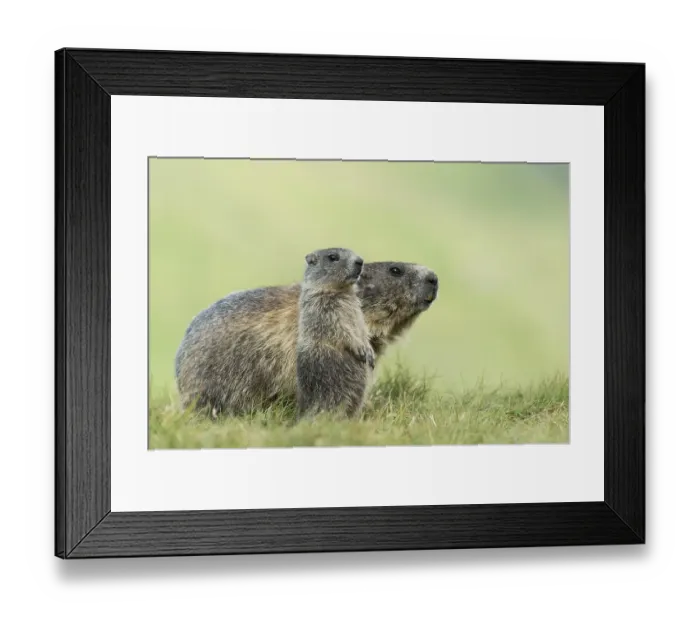 Framed Print : Marmot (Marmota marmota) with young in the Alps