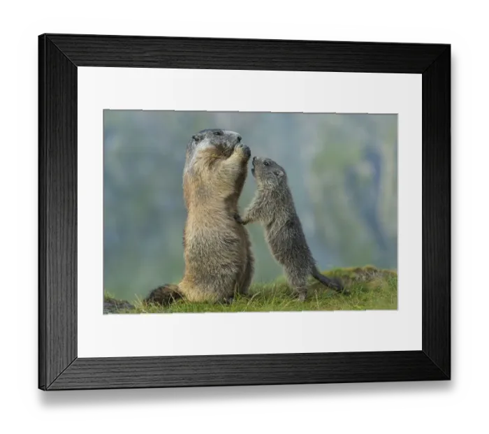 Framed Print : Marmot (Marmota marmota) with young in the Alps