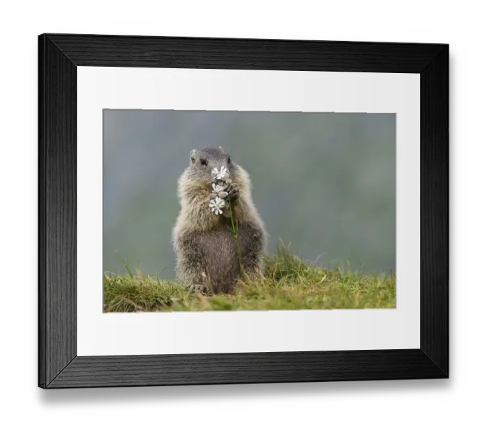 Framed Print : Young marmot (Marmota marmota) eating flower in the Alps Framed Print : Young marmot (Marmota marmota) eating flower in the Alps