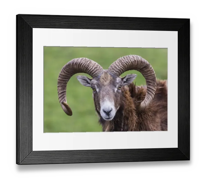 Framed Print : European mouflon (Ovis orientalis musimon) Framed Print : European mouflon (Ovis orientalis musimon)