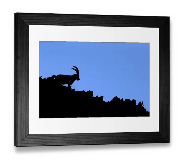 Framed Print : Alpine Ibex (Capra ibex) resting along mountain ridge