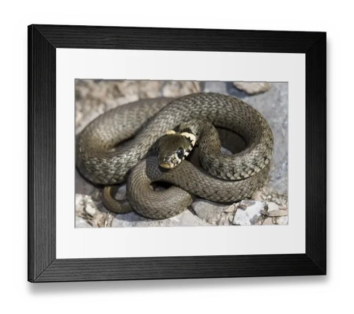 Framed Print : Grass Snake, Ringed Snake or Water Snake (Natrix natrix)