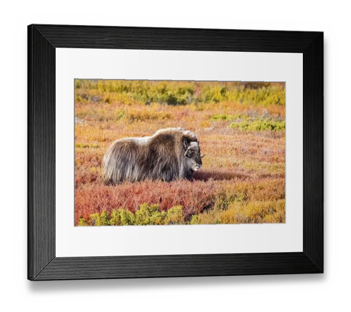 Framed Print : Musk ox (Ovibos moschatus), in Dovrefjell Framed Print : Musk ox (Ovibos moschatus), in Dovrefjell
