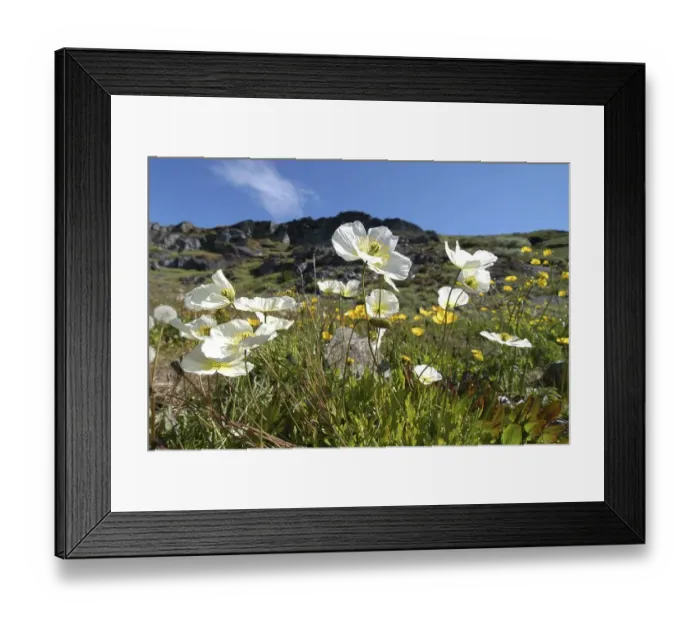 Framed Print : Denmark, Greenland, White poppies, North America