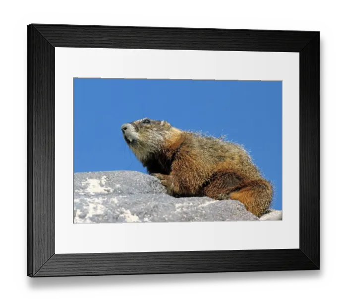 Framed Print : Alpine marmot (Marmota marmota)