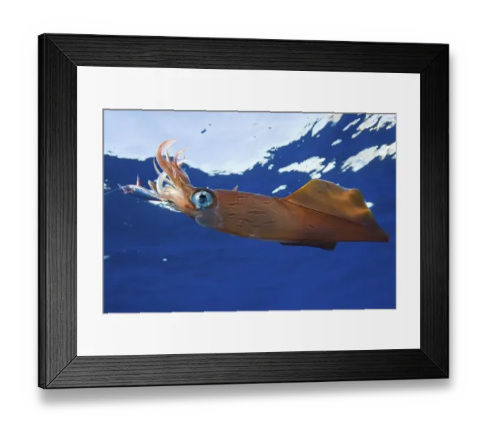 Framed Print : Northern squid on fishhook, Azores (Loligo forbesi)