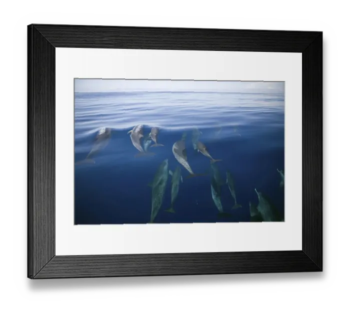 Framed Print : Spotted dolphin, Azores, Atlantic spotted dolphin