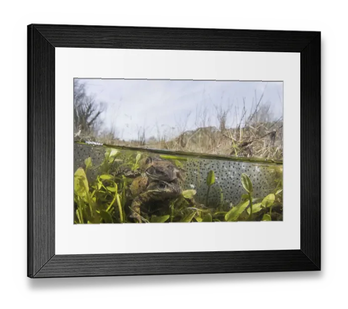 Framed Print : Common Frog (Rana temporaria) adult males and female Framed Print : Common Frog (Rana temporaria) adult males and female