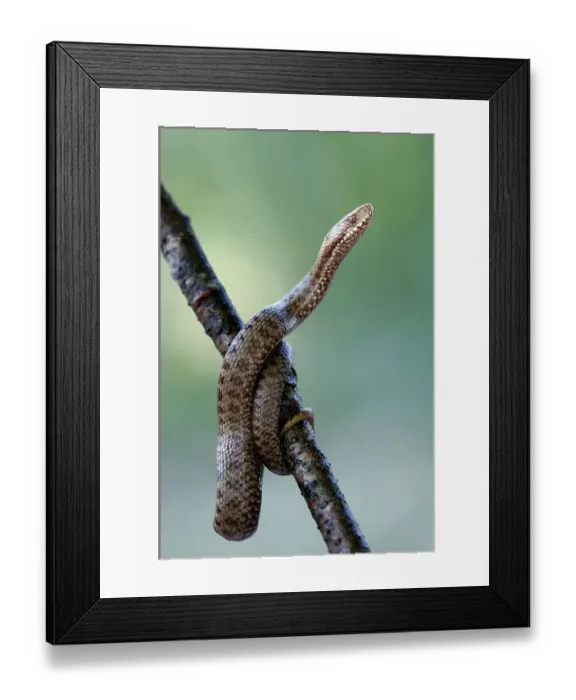 Framed Print : Adder, national park Berchtesgaden