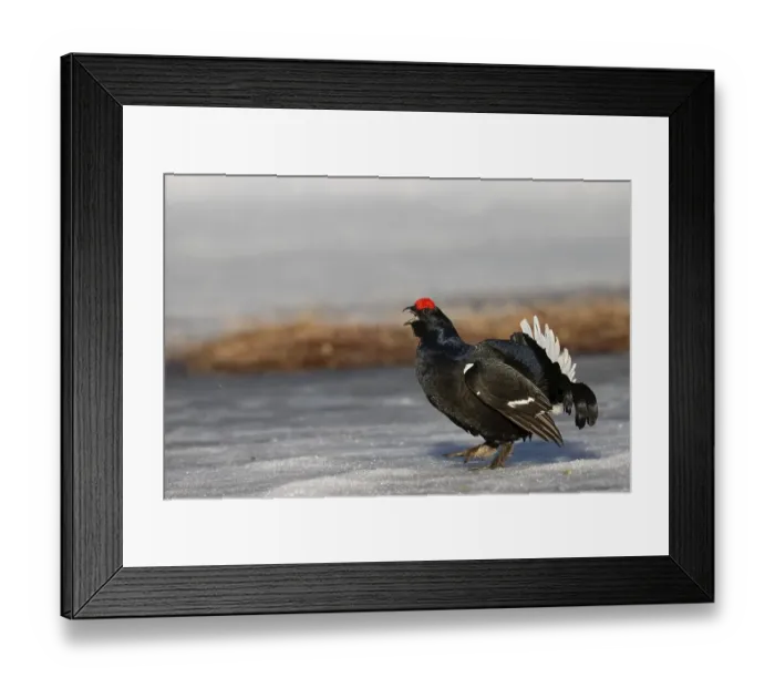 Framed Print : Black Grouse, Black Grouse, Courtship