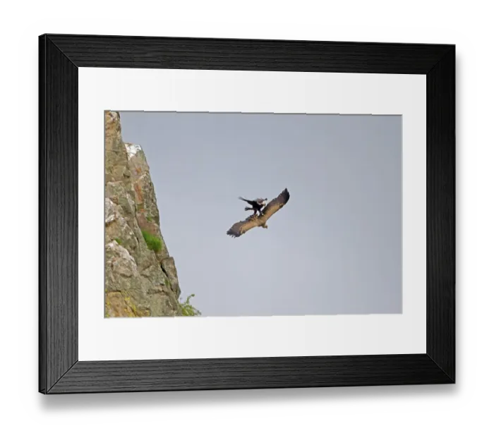 Framed Print : Spanish imperial eagle (Aquila adalberti)