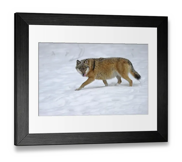 Framed Print : Mackenzie Valley Wolf, Canadian Timberwolf (Canis lupus lycaon) in the snow