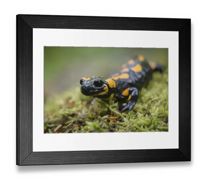 Framed Print : Fire Salamander (Salamandra salamandra)