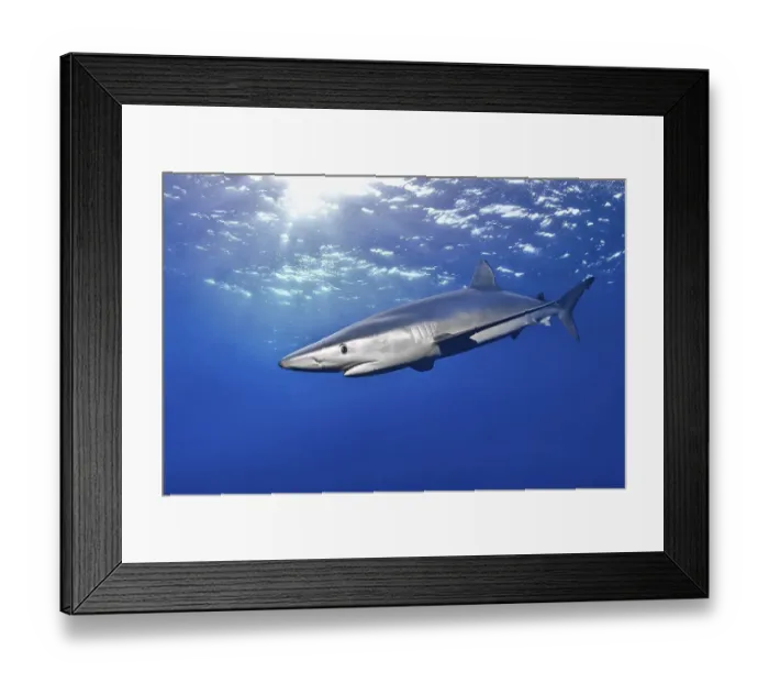 Framed Print : Blue shark (Prionace glauca), Azores