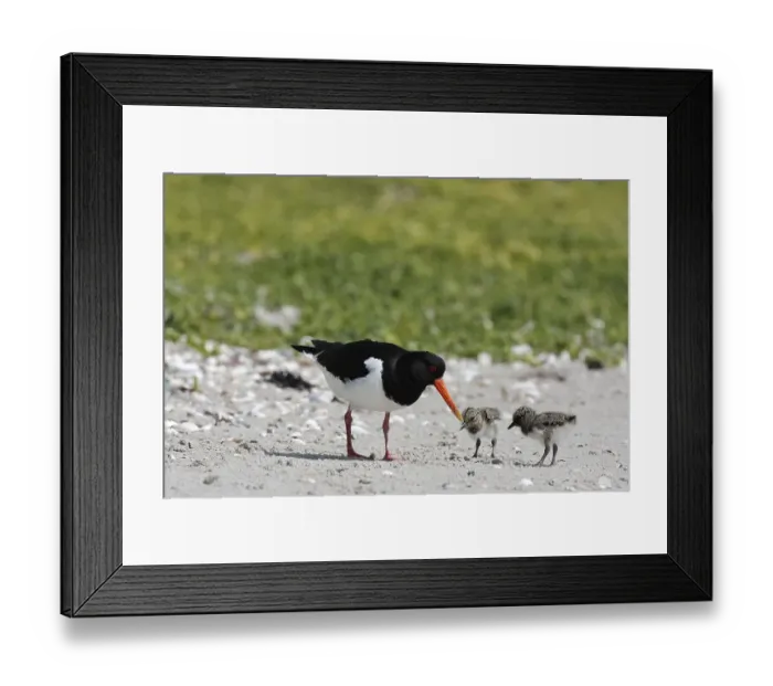 Framed Print : Eurasian oystercatcher (Haematopus ostralegus) Framed Print : Eurasian oystercatcher (Haematopus ostralegus)