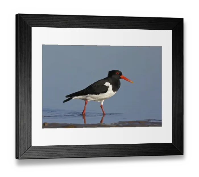 Framed Print : Eurasian oystercatcher (Haematopus ostralegus) Framed Print : Eurasian oystercatcher (Haematopus ostralegus)