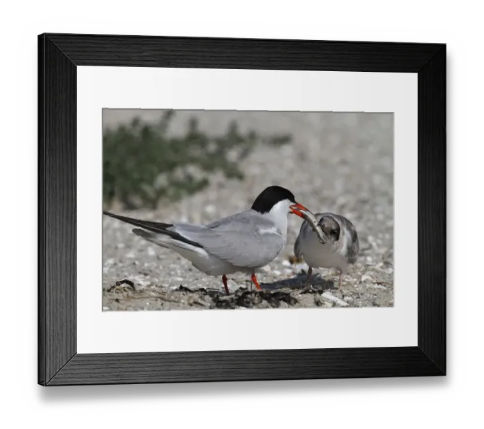 Framed Print : Common Tern (Sterna hirundo), feeding a juvenile