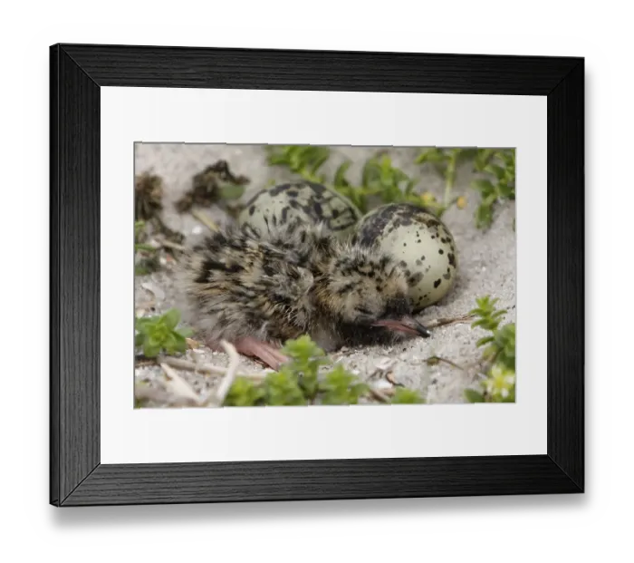 Framed Print : Common Tern (Sterna hirundo), newly hatched young bird