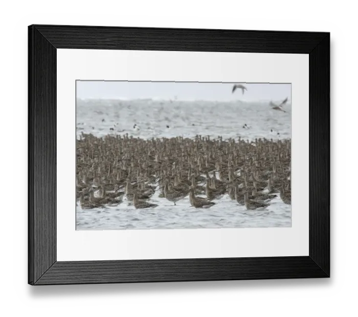 Framed Print : Eurasian curlew (Numenius arquata)