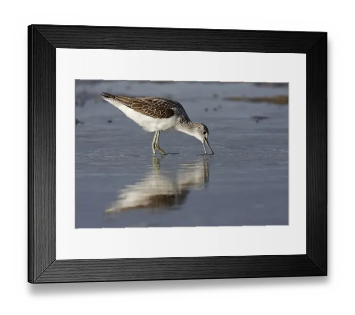 Framed Print : Common greenshank (Tringa nebularia) Framed Print : Common greenshank (Tringa nebularia)