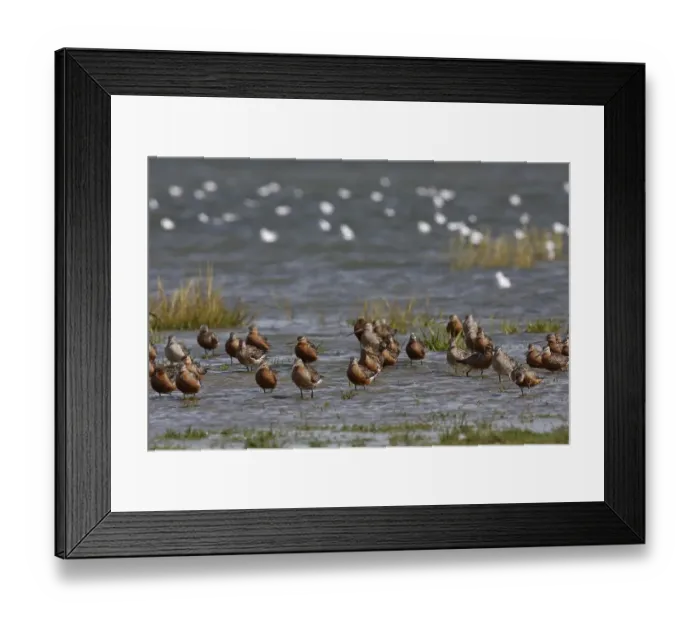 Framed Print : Bar-tailed Godwit (Limosa lapponica) Framed Print : Bar-tailed Godwit (Limosa lapponica)