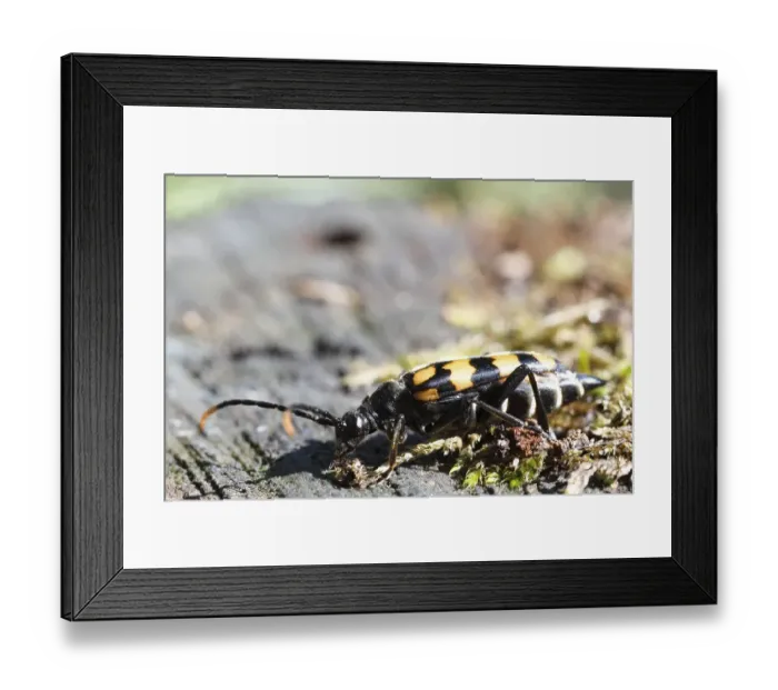 Framed Print : Spotted longhorn (Leptura maculata) on a piece of deadwood Framed Print : Spotted longhorn (Leptura maculata) on a piece of deadwood