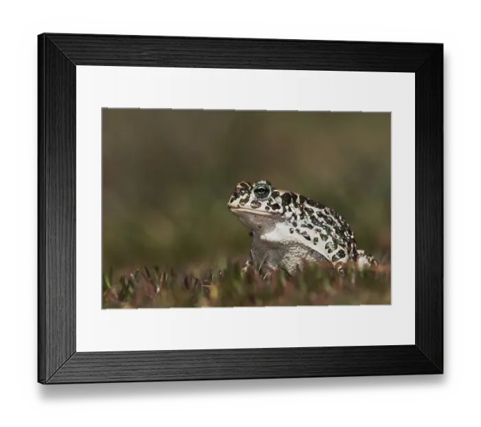 Framed Print : Green Toad (Bufo viridis), adult Framed Print : Green Toad (Bufo viridis), adult