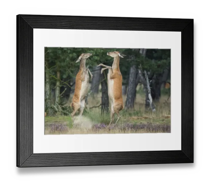 Framed Print : Red deer (Cervus elaphus) female