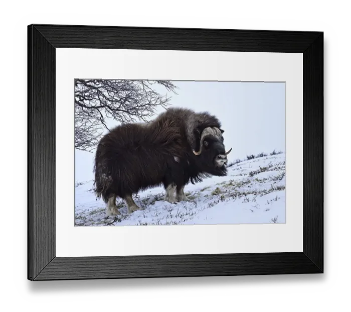 Framed Print : Musk ox (Ovibos moschatus) in the snow Framed Print : Musk ox (Ovibos moschatus) in the snow