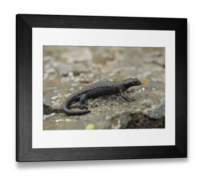 Framed Print : Alpine salamander (Salamandra atra)