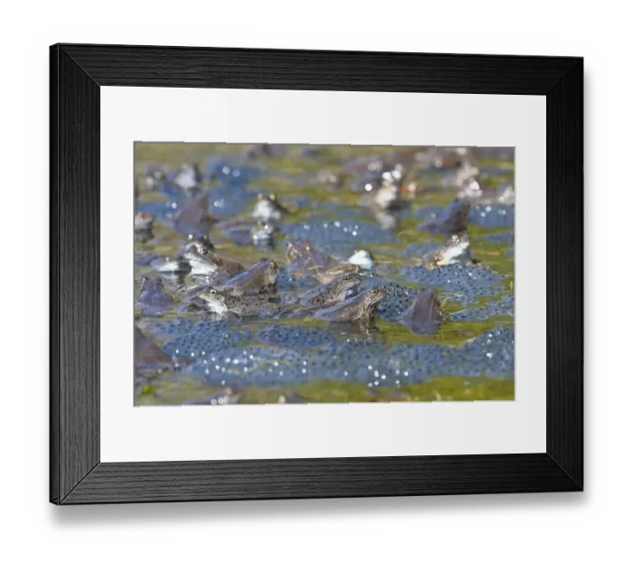 Framed Print : Common frogs (Rana temporaria)