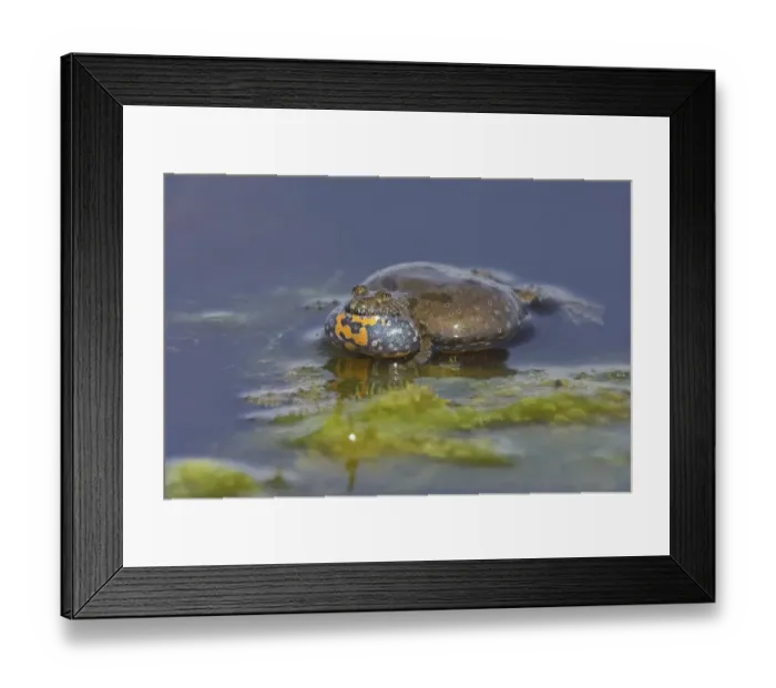 Framed Print : European Fire-bellied Toad (Bombina bombina) calling in the water