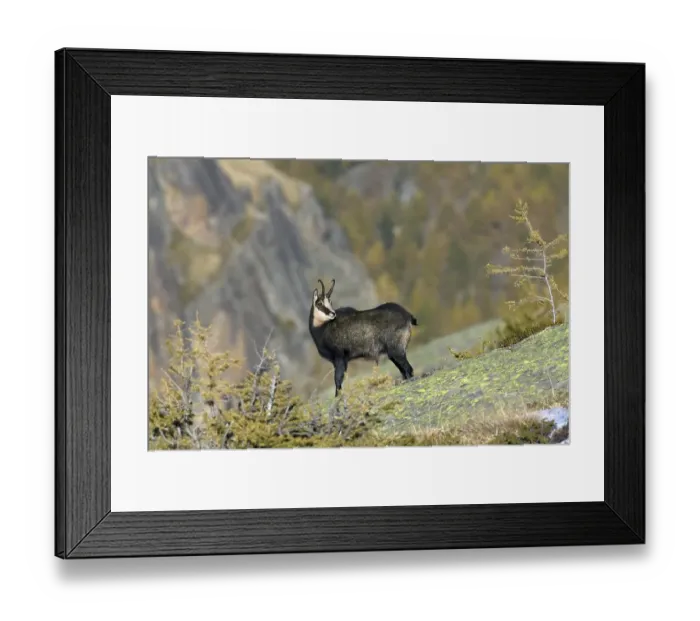 Framed Print : Chamois (Rupicapra rupicapra) on rock ridge in the Alps in autumn