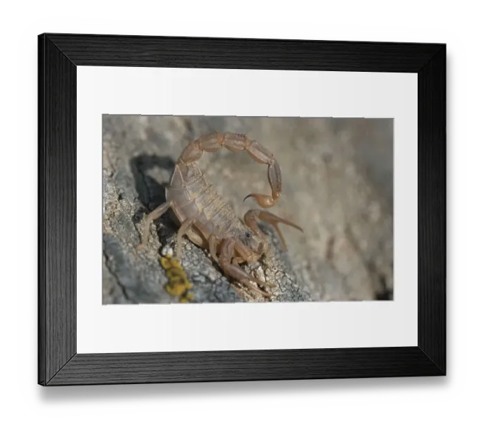 Framed Print : Scorpion, Tejo National Park, Portugal (Buthus occitanus) (Euscorpius occitanus) Framed Print : Scorpion, Tejo National Park, Portugal (Buthus occitanus) (Euscorpius occitanus)