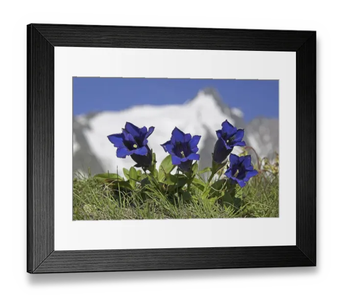 Framed Print : Clusius's Gentian, Grossglockner Framed Print : Clusius's Gentian, Grossglockner
